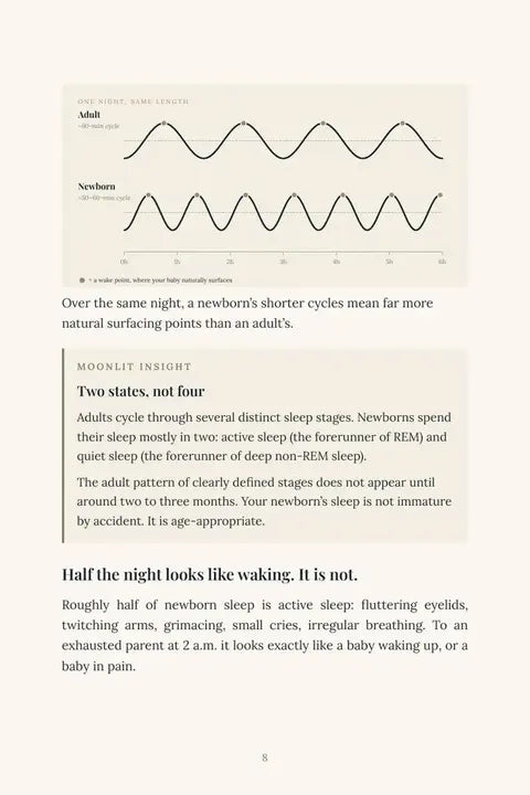 Baby Sleep, Explained page 8 comparing adult and newborn sleep cycles